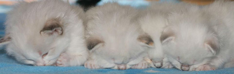 chatons aux joyaux bleus endormis 